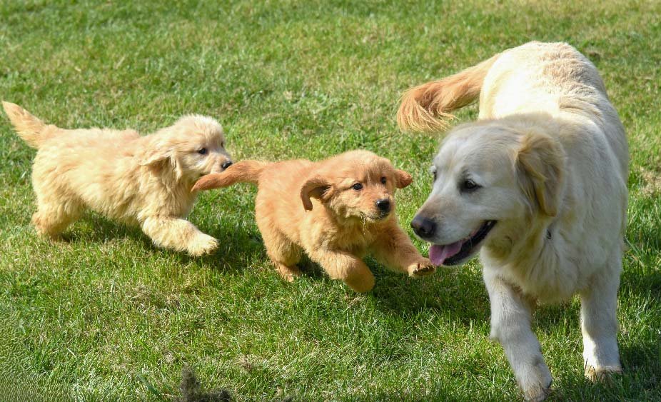 Happy Family -Genetically Clear Pups