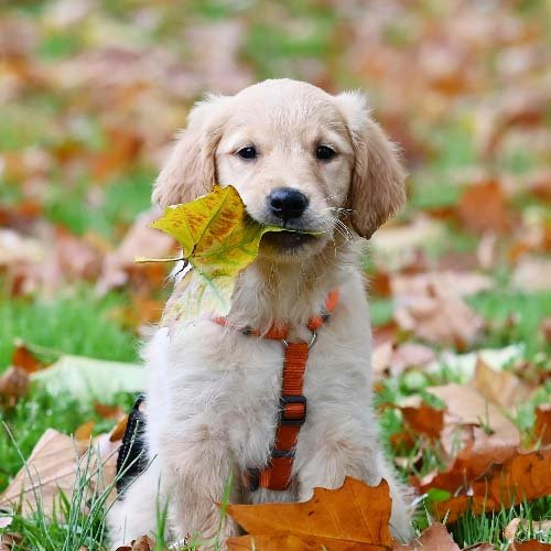 Beautiful Puppies-Genetically Clear Pups