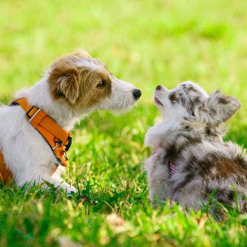 Beautiful Puppies-Genetically Clear Pups