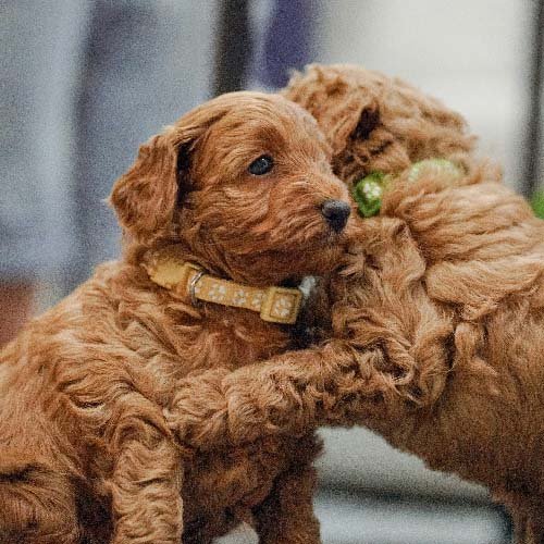 Beautiful Puppies-Genetically Clear Pups